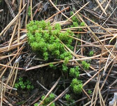 Syntrichia ruralis