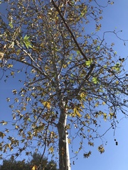 Platanus racemosa