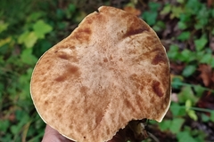 Hemileccinum depilatum