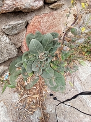 Verbascum pulverulentum
