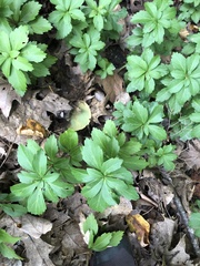 Pachysandra terminalis