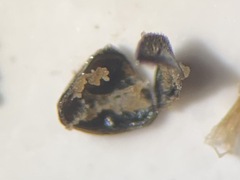 Astylogethes substrigosus