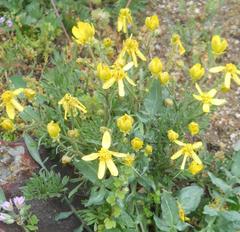 Ranunculus gramineus
