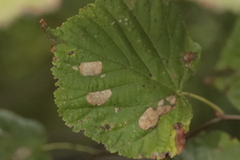Phyllonorycter issikii