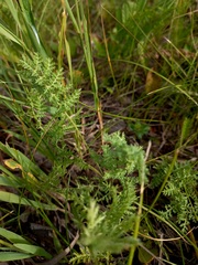 Artemisia laciniata