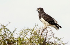 Circaetus pectoralis