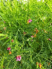 Vicia megalotropis