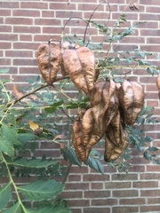 Koelreuteria