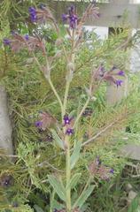 Anchusa undulata