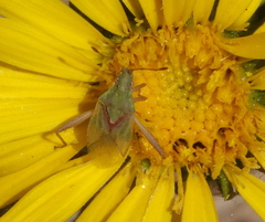 Harmostes reflexulus