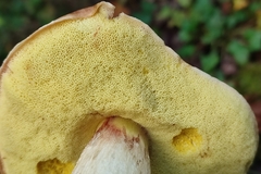 Hemileccinum depilatum