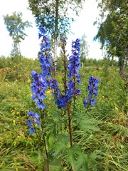 Delphinium retropilosum