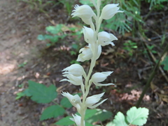 Cephalanthera austiniae