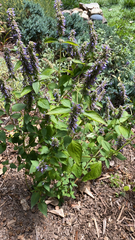 Agastache foeniculum