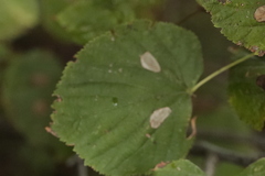 Phyllonorycter issikii