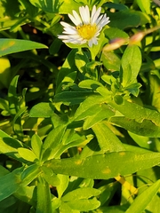 Symphyotrichum lanceolatum