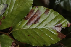 Phyllonorycter maestingella