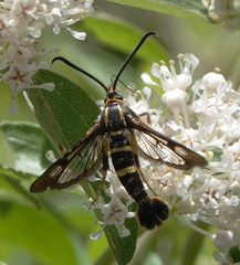 Synanthedon bibionipennis