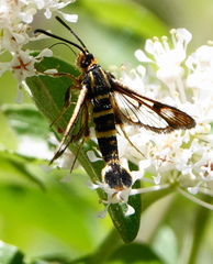 Synanthedon bibionipennis