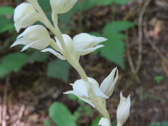 Cephalanthera austiniae