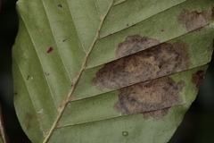 Phyllonorycter maestingella