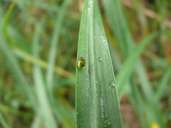 Araneus viridiventris