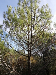 Pinus pinea