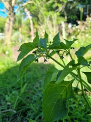 Jaltomata procumbens
