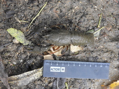 Pontastacus leptodactylus