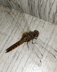 Urothemis signata