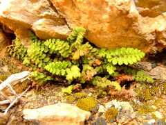 Asplenium petrarchae petrarchae