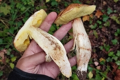 Hemileccinum depilatum