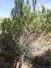 Pinus pinea