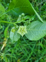Jaltomata procumbens