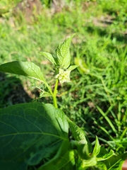 Jaltomata procumbens