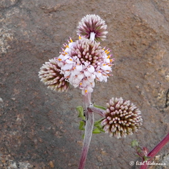 Polyachyrus fuscus