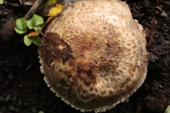 Agaricus sylvaticus