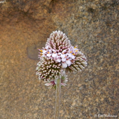 Polyachyrus fuscus