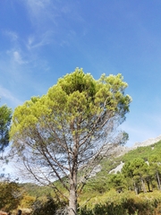 Pinus pinea