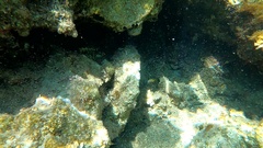 Epinephelus marginatus