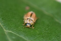 Aphidecta obliterata