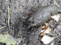 Pontastacus leptodactylus