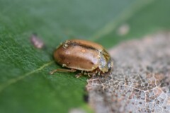 Aphidecta obliterata