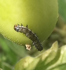 Helicoverpa armigera