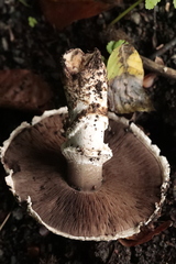 Agaricus sylvaticus