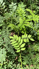 Wisteria sinensis