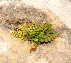 Asplenium petrarchae petrarchae