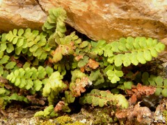 Asplenium petrarchae petrarchae