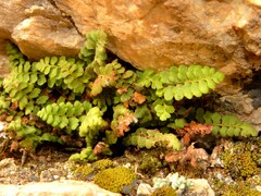 Asplenium petrarchae petrarchae