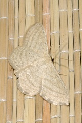 Scopula virgulata